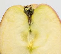 Fuji apple 